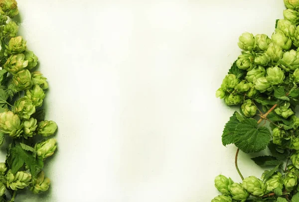 Coni di luppolo freschi su vino su sfondo bianco — Foto Stock
