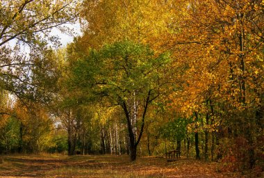 Sonbahar Kırmızı-Sarı manzara