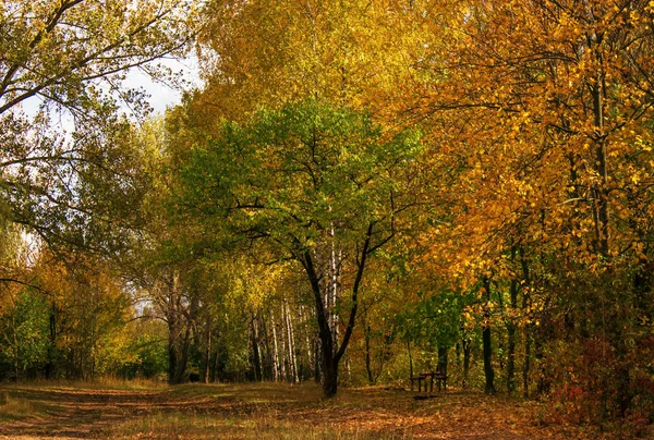 Sonbahar Kırmızı-Sarı manzara
