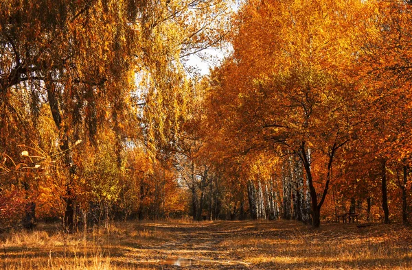 Sonbahar Kırmızı-Sarı manzara