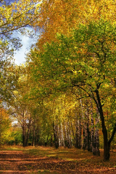 Otoño paisaje rojo-amarillo — Foto de Stock