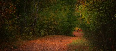Sonbahar Kırmızı-Sarı manzara
