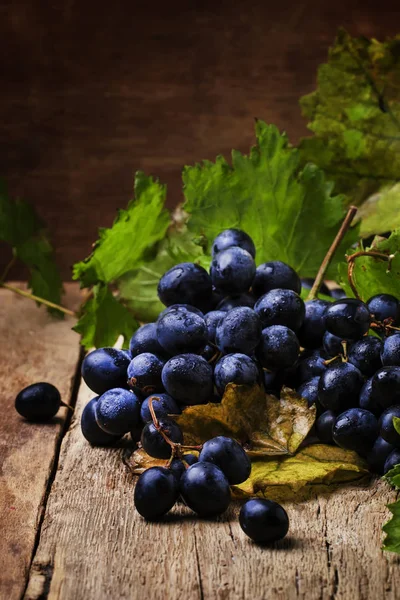 Uvas de vino azul con hojas verdes — Foto de Stock