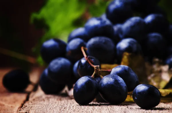 Uvas de vino azul con hojas verdes —  Fotos de Stock