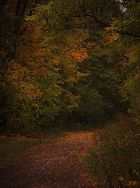 Jesienny krajobraz, pochmurny deszczowy dzień mglisty — Zdjęcie stockowe