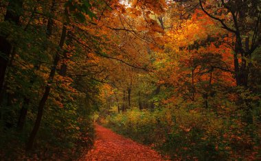 Sonbahar manzara, bulutlu yağmurlu sisli gün  