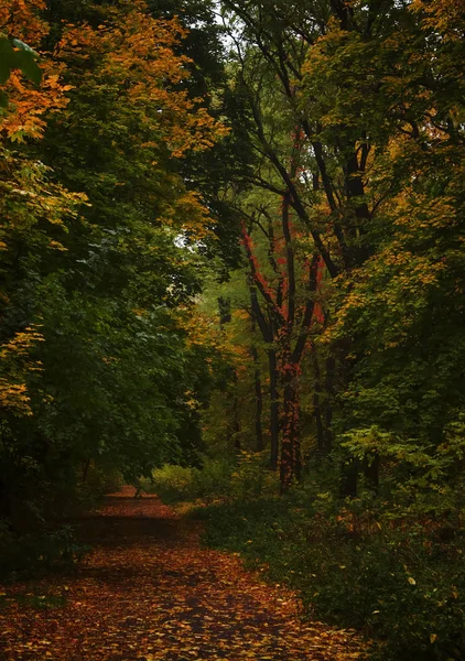 Jesienny krajobraz, pochmurny deszczowy dzień mglisty — Zdjęcie stockowe