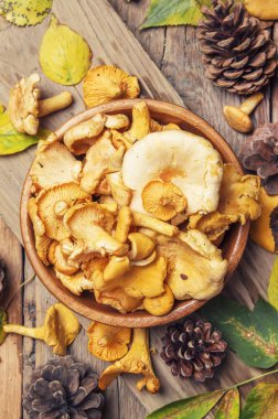 Orman mantar Cantharellus cibarius 