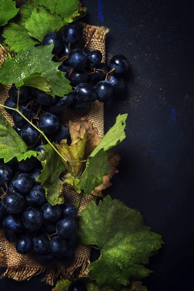 Blå druvor med gröna blad — Stockfoto