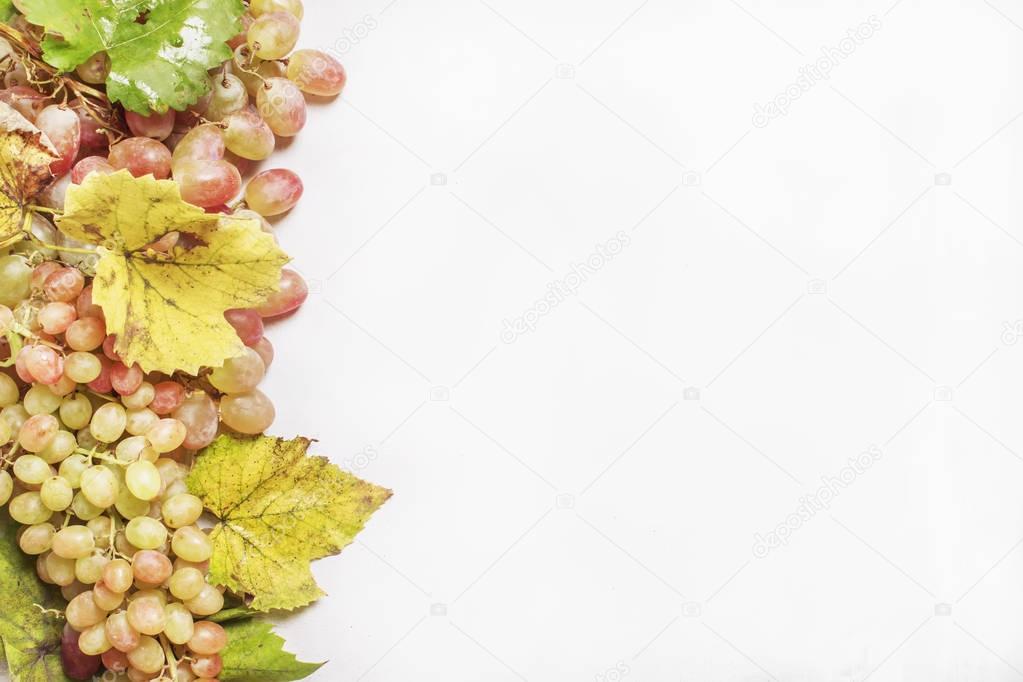 Yellow and pink grapes with vine and autumn leaves 