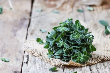 Taze yeşil kekik veya bir ışın, vintage ahşap arka plan, seçici odak Origanum vulgare