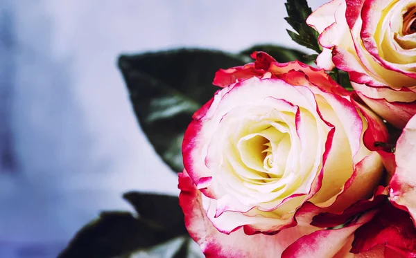 Bouquet Festivo Rose Rosse Bianche Biglietto San Valentino Focus Selettivo — Foto Stock