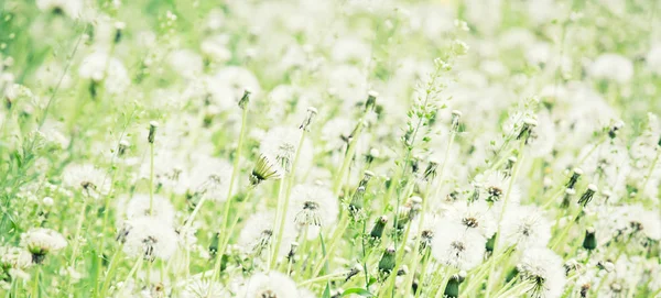 Białe Puszyste Mlecze Tło Naturalne Zielona Wiosna Niewyraźne Niewyraźne Obraz — Zdjęcie stockowe