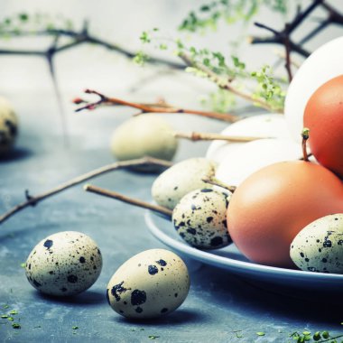 Paskalya bahar kompozisyon renkli tavuk ve Bıldırcın yumurta, gri arka plan ile seçici odak
