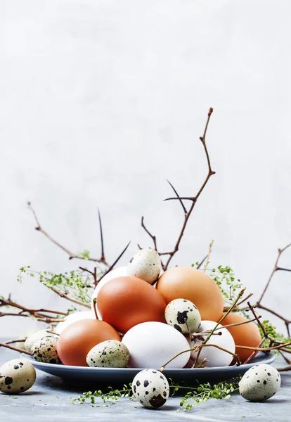复活节春季作文与五颜六色的鸡和鹌鹑蛋 灰色背景 选择性焦点 — 图库照片