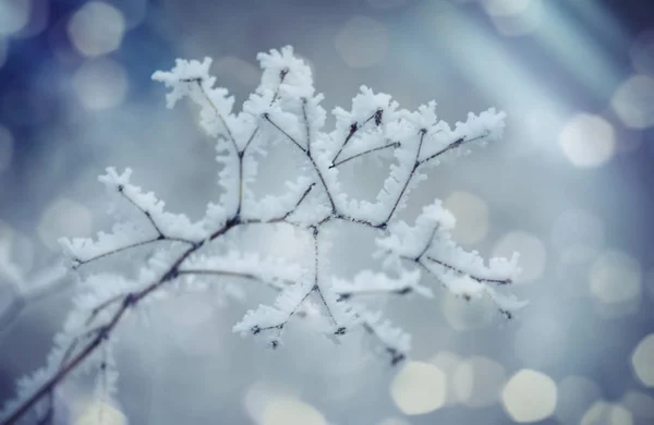 Gałęzie Pod Śniegiem Mrozie Zima Zamazane Naturalne Tło Bokeh Przestrzeń — Zdjęcie stockowe