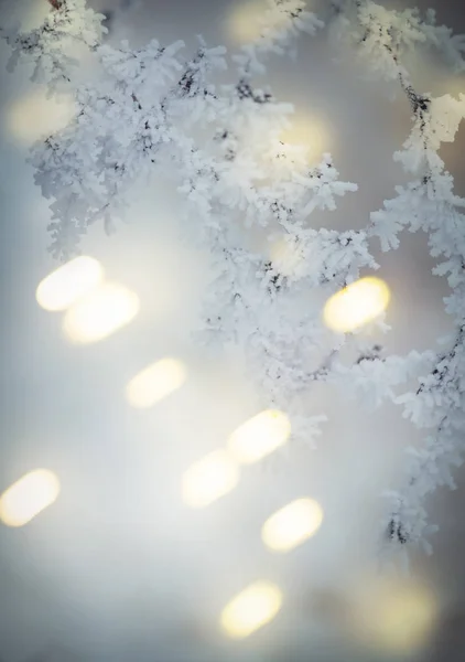 Geäst Unter Schnee Raureif Winterverschwommener Natürlicher Hintergrund Mit Bokeh Kopierraum — Stockfoto