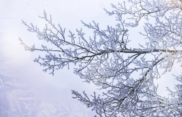 Geäst Unter Schnee Raureif Winterverschwommener Natürlicher Hintergrund Mit Bokeh Kopierraum — Stockfoto