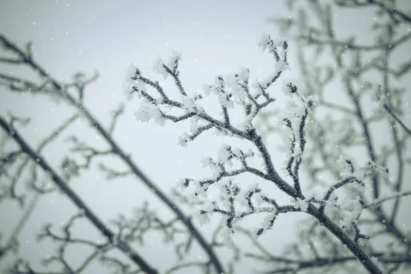 Geäst Unter Schnee Raureif Winterverschwommener Natürlicher Hintergrund Mit Bokeh Kopierraum — Stockfoto