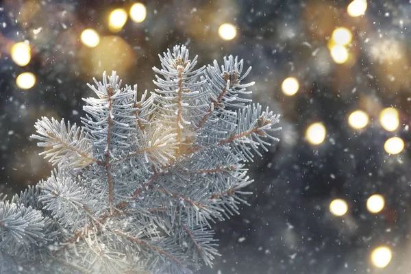 Inverno Sfondo Conifere Con Rami Verdi Bokeh Messa Fuoco Selettiva — Foto Stock
