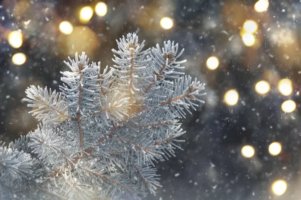 Winter Naaldhout Achtergrond Met Groene Takken Bokeh Selectieve Aandacht — Stockfoto