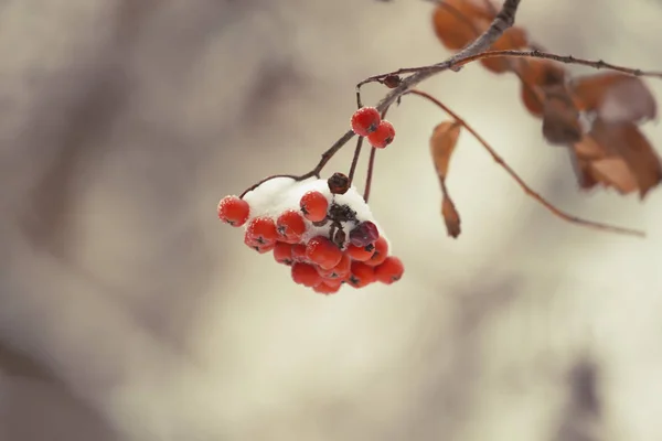 Wazig Gedeconcentreerde Winter Natuur Achtergrond Met Sneeuw Rode Bessen Bokeh — Stockfoto