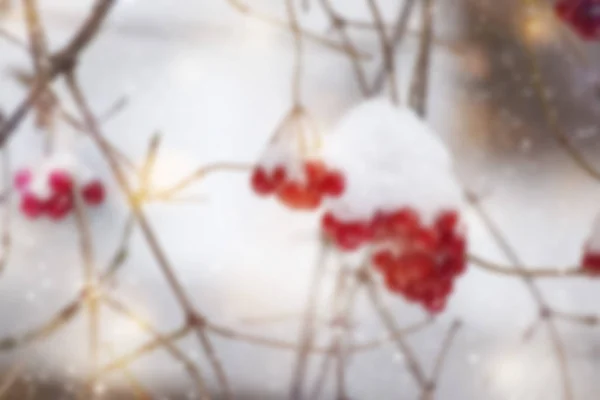 Размытый Зимний Фон Природы Снегом Красными Ягодами Боке Копировальное Пространство — стоковое фото