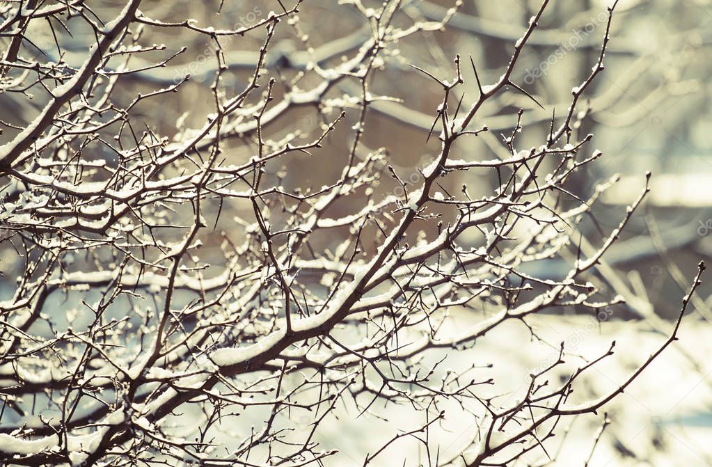 Branches under snow in hoarfrost, winter blurred natural background with bokeh, copy space