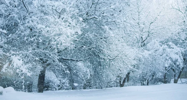 Nevadas Calle Ciudad Con Árboles Cubiertos Nieve Mañana Invierno Azul — Foto de Stock