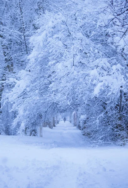 Uma Queda Neve Rua Cidade Com Árvores Cobertas Neve Azul — Fotografia de Stock