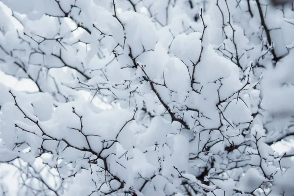 Branches Snow Hoarfrost Winter Blurred Natural Background Bokeh Copy Space — Stock Photo, Image