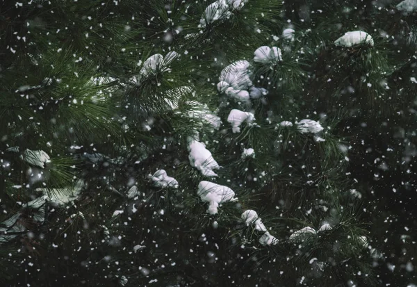 Vinter Barrträd Bakgrund Med Gröna Grenar Och Bokeh Selektivt Fokus — Stockfoto