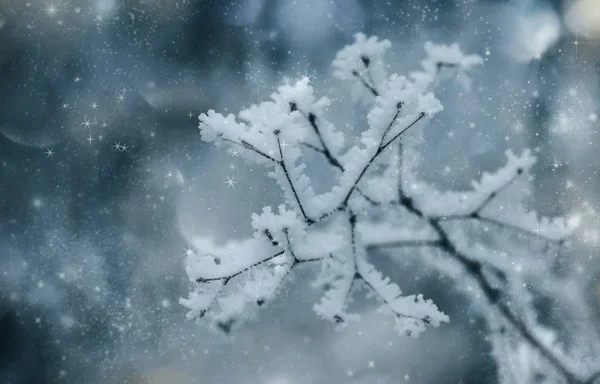 Rami Sotto Neve Hoarfrost Inverno Sfocato Sfondo Naturale Con Bokeh — Foto Stock