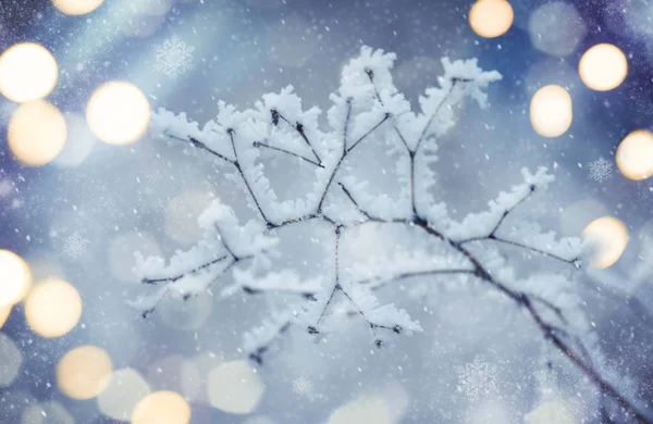 Takken Onder Sneeuw Vorst Winter Wazig Natuurlijke Achtergrond Met Bokeh — Stockfoto