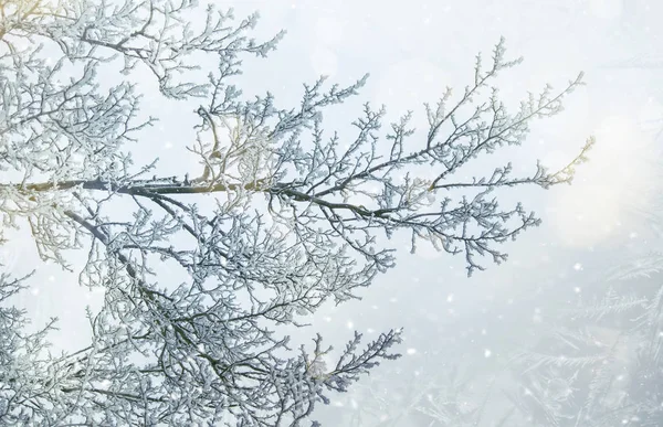 Takken Onder Sneeuw Vorst Winter Wazig Natuurlijke Achtergrond Met Bokeh — Stockfoto