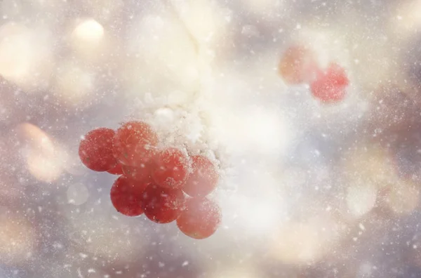 Θολή Χειμερινή Φύση Φόντο Χιόνι Και Κόκκινα Μούρα Bokeh Αντίγραφο — Φωτογραφία Αρχείου