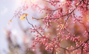 Pembe çiçekli bahar arkaplanı. Gökyüzü arka planında çiçek ağacı. 