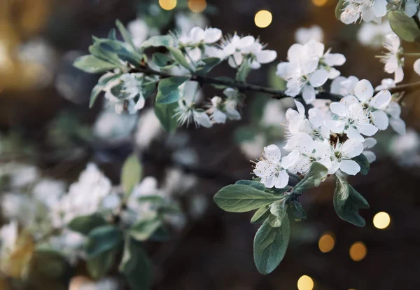 Wiosna Rozmyte Naturalne Tło Białym Kwitnącym Drzewem Selektywny Miękki Ostrość — Zdjęcie stockowe