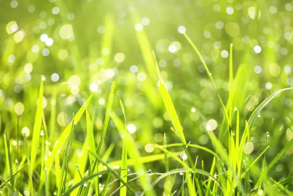 Yapraklı, yeşil çimenli ve bokehli güzellikler.