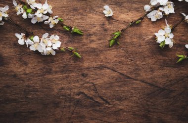 Tahta arka planda bahar çiçekleri açan dallar. Beyaz Kiraz çiçekleri üst görünüm, boşluğu kopyala