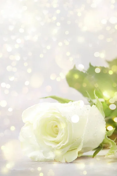 White Rose Bokeh Light Background Festive Postcard Copy Space Selective — 스톡 사진