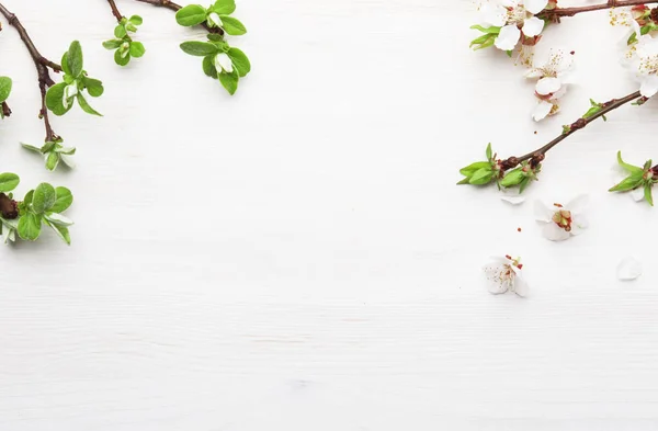 Весняні Квіти Абрикосові Квіти Білому Дерев Яному Фоні Плоский Прошарок — стокове фото