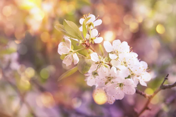 Spring Blossom Background Beautiful Nature Scene White Blooming Tree Sun — Stock Photo, Image