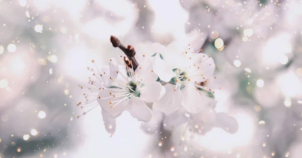 Prachtige Bloemen Voorjaar Abstracte Achtergrond Van Natuur Takken Van Bloeiende — Stockfoto