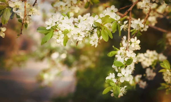 Våren Suddig Naturlig Bakgrund Med Vit Blommande Träd Vår Soligt — Stockfoto