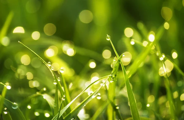 Yapraklı Yeşil Çimenli Bokehli Güzellikler — Stok fotoğraf