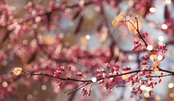 Primavera Sfondo Con Fiori Rosa Albero Sopra Natura Cielo Sfondo — Foto Stock