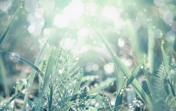 Schönheitshintergründe Mit Laub Grünem Gras Und Bokeh — Stockfoto