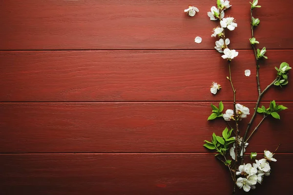 Fond Bois Rouge Avec Branches Abricot Blanches Fleurs — Photo