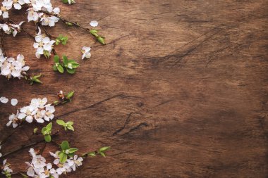 Tahta arka planda bahar çiçekleri açan dallar. Beyaz Kiraz çiçekleri üst görünüm, boşluğu kopyala